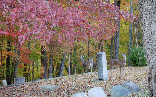 Photo of deer at Tryon Cemetery