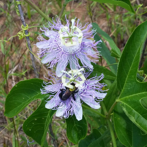 Maypop and a honeybee