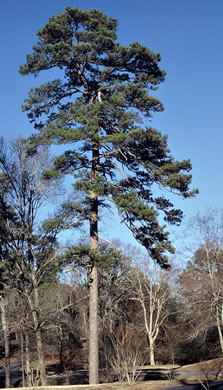 Photo of a Pinus Echinata tree